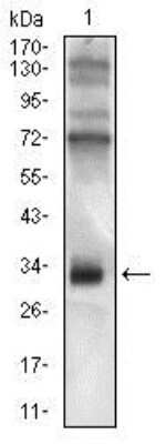 Western Blot: CD74 Antibody (2D1B3)BSA Free [NBP2-37341]