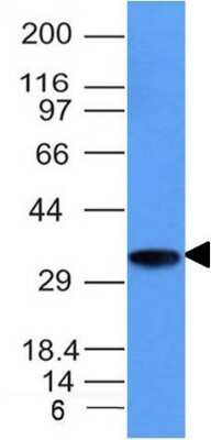 Western Blot: CD74 Antibody (CLIP/1133) [NBP2-44991]