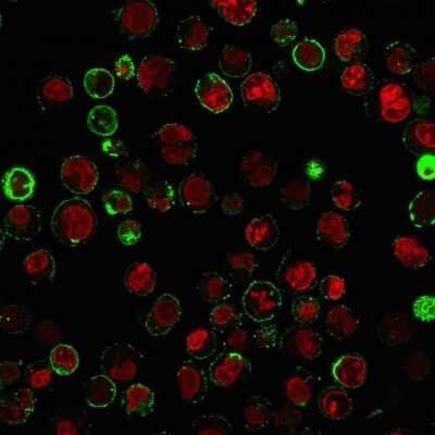 Immunocytochemistry/ Immunofluorescence: CD74 Antibody (LN-2 + CLIP/813) [NBP2-44992]