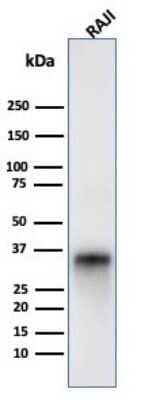 Western Blot: CD74 Antibody (LN-2)Azide and BSA Free [NBP2-33088]