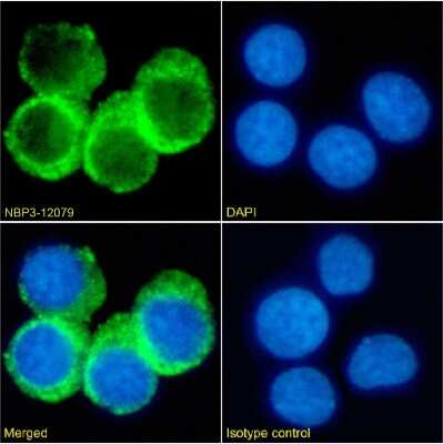 Immunocytochemistry/ Immunofluorescence: CD74 Antibody (LN-2) - Chimeric - Azide and BSA Free [NBP3-12079]