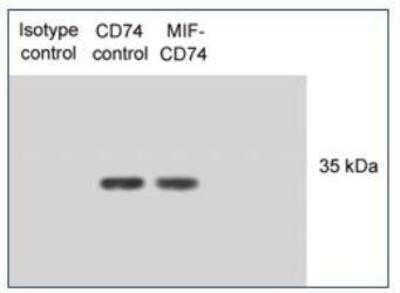 Western Blot: CD74 Antibody (PIN.1)Azide and BSA Free [NBP2-80657]