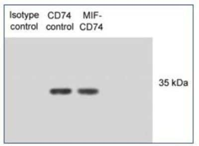 Western Blot: CD74 Antibody (PIN.1)BSA Free [NB100-1985]