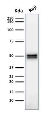 Western Blot: CD79A Antibody (HM47/A9)Azide and BSA Free [NBP2-34637]