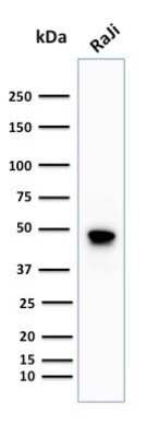 Western Blot: CD79A Antibody (IGA/1688R)Azide and BSA Free [NBP2-54469]