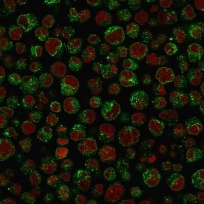 Immunocytochemistry/ Immunofluorescence: CD79A Antibody (IGA/1688R) [NBP2-53138]