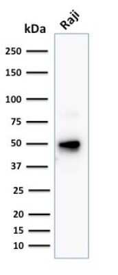 Western Blot: CD79A Antibody (JCB117 + HM47/A9)Azide and BSA Free [NBP2-34653]