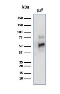 Western Blot: CD79A Antibody (JCB117)Azide and BSA Free [NBP2-34652]