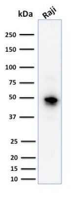 Western Blot: CD79A Antibody (JCB117) [NBP2-32949]