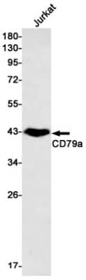 Western Blot: CD79A Antibody (S02-7E3) [NBP3-19601]