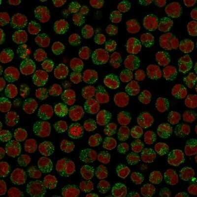 Immunocytochemistry/ Immunofluorescence: CD79A Antibody (SPM549) - Azide and BSA Free [NBP2-34791]