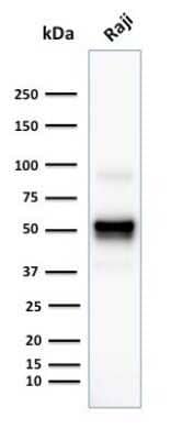 Western Blot: CD79A Antibody (SPM549)Azide and BSA Free [NBP2-34791]