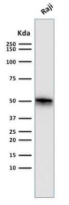 Western Blot: CD79A Antibody (SPM550)Azide and BSA Free [NBP2-34792]