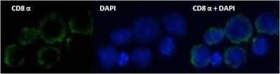 Immunocytochemistry/ Immunofluorescence: CD8 Antibody (53-6.7) - Azide and BSA Free [NBP2-80658]