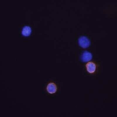 Immunocytochemistry/ Immunofluorescence: CD8 Antibody (53-6.7) - Azide and BSA Free [NBP2-80658]