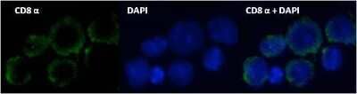 Immunocytochemistry/ Immunofluorescence: CD8 Antibody (53-6.7) - BSA Free [NBP1-49045]