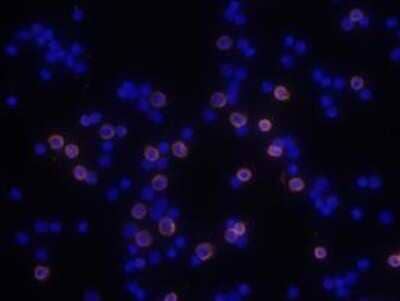 Immunocytochemistry/ Immunofluorescence: CD8 Antibody (53-6.7) - BSA Free [NBP1-49045]