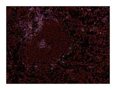 Immunohistochemistry-Frozen: CD8 Antibody (53-6.7) - BSA Free [NBP1-49045]