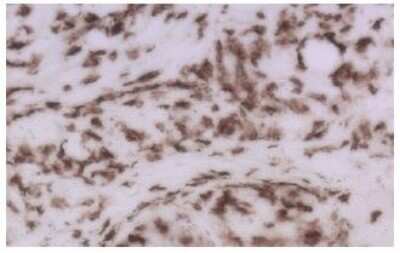 Immunohistochemistry-Frozen: CD8 Antibody (53-6.7) - BSA Free [NBP1-49045]