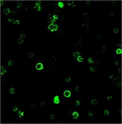 Immunocytochemistry/ Immunofluorescence: CD8 Antibody (C8/468) - Azide and BSA Free [NBP2-34589]