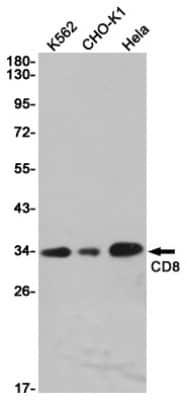 Western Blot: CD8 Antibody (S09-8E7) [NBP3-14871]