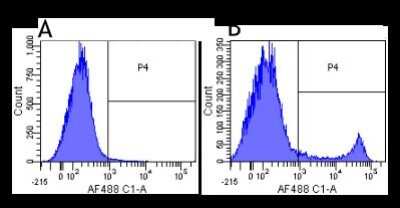 Flow Cytometry: CD8 Antibody (YTS 105.18) - Chimeric - Azide and BSA Free [NBP2-52659]