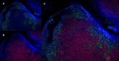 Immunohistochemistry-Frozen: CD8 Antibody (YTS105.18) - BSA Free [NB200-578]