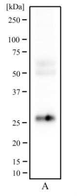 Western Blot: CD81 Antibody (1D6)Azide and BSA Free [NBP2-80660]