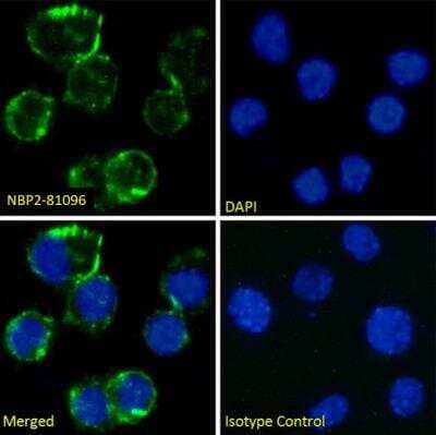 Immunocytochemistry/ Immunofluorescence: CD81 Antibody (1D6) - Chimeric - Azide and BSA Free [NBP2-81096]