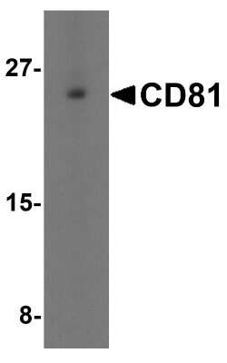 Western Blot: CD81 AntibodyBSA Free [NBP1-77039]