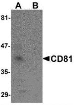 Western Blot: CD81 Antibody Blocking Peptide [NBP1-77039PEP]