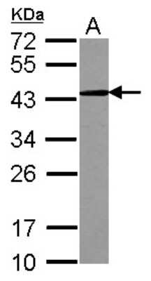 Western Blot: CD82/Kai-1 Antibody [NBP2-15819]