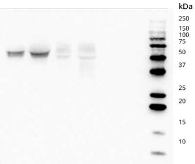 Western Blot: CD82/Kai-1 Antibody (TS82b)Azide and BSA Free [NBP3-18118]