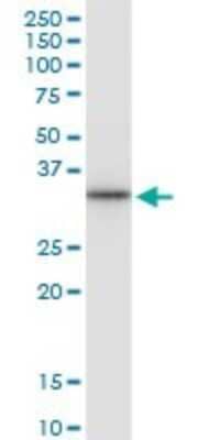 Western Blot: CD83 Antibody (3G10-1F4) [H00009308-M01]