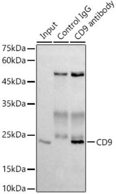 Immunoprecipitation: CD9 Antibody (10N2L6) [NBP3-15593]