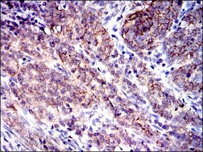 Immunohistochemistry-Paraffin: CD9 Antibody (5G6) - BSA Free [NBP2-22187]