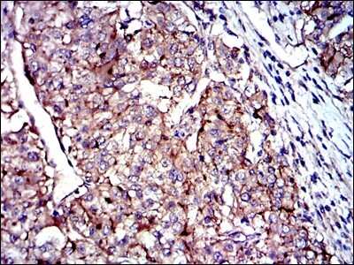 Immunohistochemistry-Paraffin: CD9 Antibody (5G6) - BSA Free [NBP2-22187]