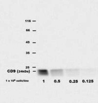 Western Blot: CD9 Antibody (EM-04)BSA Free [NBP1-44876]