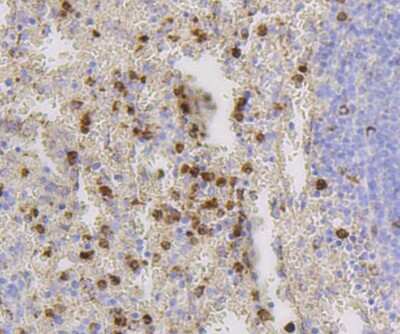 Immunohistochemistry-Paraffin: CD9 Antibody (SA35-08) [NBP2-67310]
