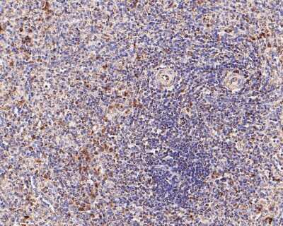 Immunohistochemistry-Paraffin: CD9 Antibody (SA35-08) [NBP2-67310]