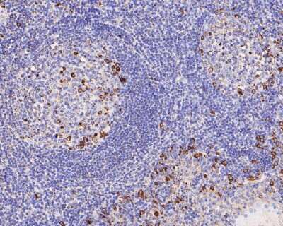 Immunohistochemistry-Paraffin: CD9 Antibody (SA35-08) [NBP2-67310]