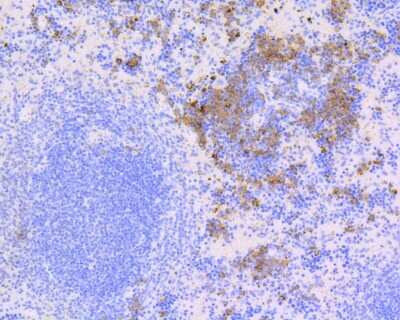 Immunohistochemistry-Paraffin: CD9 Antibody (SA35-08) [NBP2-67310]