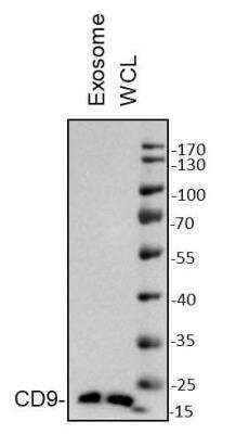 Western Blot: CD9 Antibody (SA35-08) [NBP2-67310]