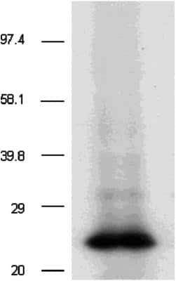 Western Blot: CD9 Antibody (TS9)Azide and BSA Free [NBP3-14610]