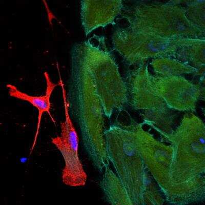 Immunocytochemistry/ Immunofluorescence: CD90/Thy1 Antibody (7E1B11) - BSA Free [NBP2-37330]