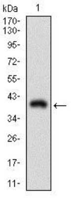 Western Blot: CD90/Thy1 Antibody (7E1B11)BSA Free [NBP2-37330]