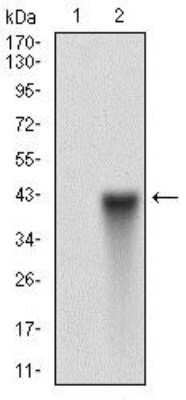 Western Blot: CD90/Thy1 Antibody (7E1B11)BSA Free [NBP2-37330]