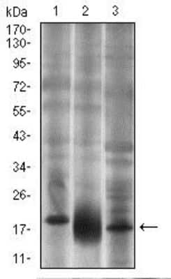 Western Blot: CD90/Thy1 Antibody (7E1B11)BSA Free [NBP2-37330]