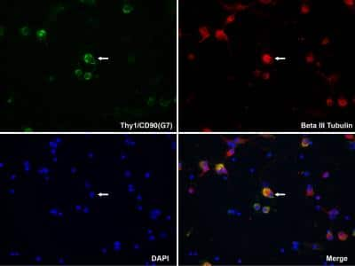 Immunocytochemistry/ Immunofluorescence: CD90/Thy1 Antibody (G7) - Azide and BSA Free [NBP1-28031]