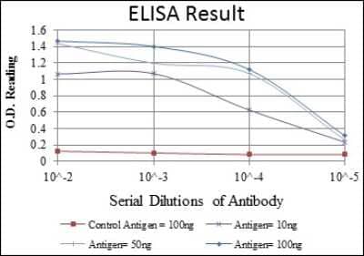 ELISA: CD94 Antibody (1H1) - BSA Free [NBP2-37632]